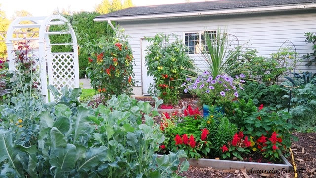 Vegetable gardens in September,Fall vegetable gardening 