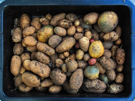 growing potatoes,organic vegetable gardening,harvesting potatoes