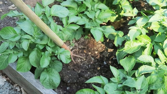 potato scab,soil liming and pH
