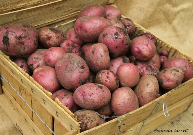 harvesting potatoes,growing potatoes