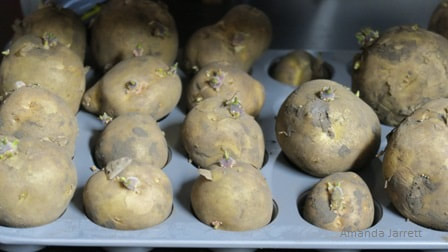 chitting potatoes,growing potatoes