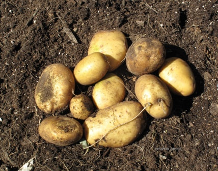 potatoes,nightshade family,growing potatoes,taters,spuds,harvest potatoes,chitting potatoes,Colorado Potato beetle,potato scab,growing vegetables,the garden website.com,Amanda Jarrett,Amanda’s Garden Consulting