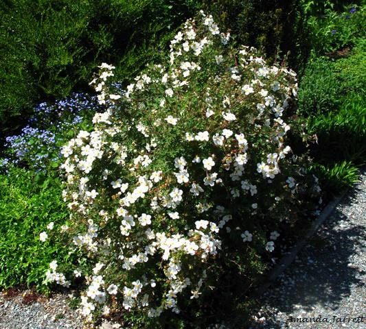 Abbotswood shrubby cinquefoil white flowers