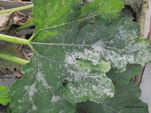 powdery mildew,August gardens,organic control of plant diseases