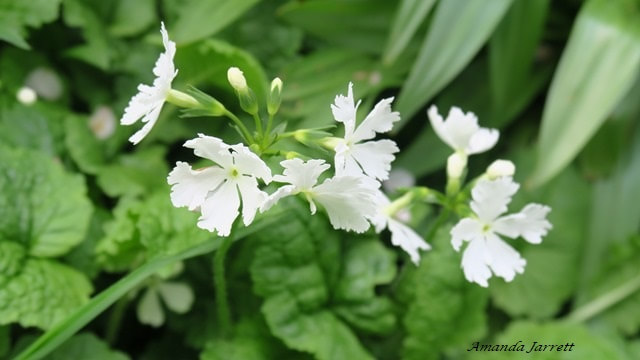 white wing siebold primrose