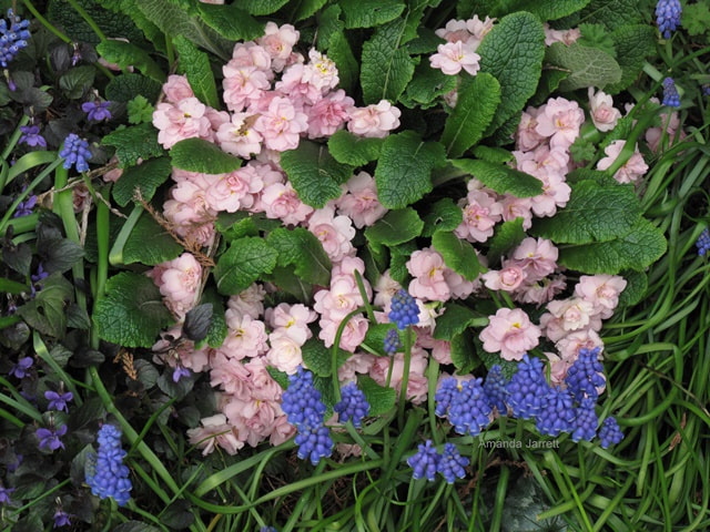 Sue Jervis primroses,spring flowers