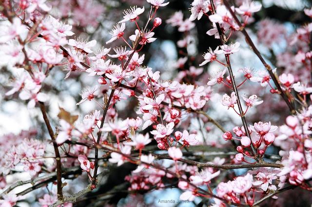 Pissard flowering plum,Prunus cerasifera 'Pissardii',spring flowering trees,trees with maroon leaves