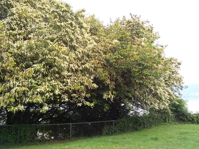 Portuguese Cherry Laurel,Prunus lusitanica, broadleaf evergreen tree,fragrant summer flowering tree