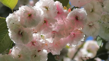 Prunus Shirofugen flowering cherry,The Garden Website.com,Amanda's Garden Consulting,Amanda Jarrett