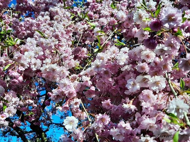 weeping double flowering cherry,Prunus subhirtella 'Pendula Flora Plena'