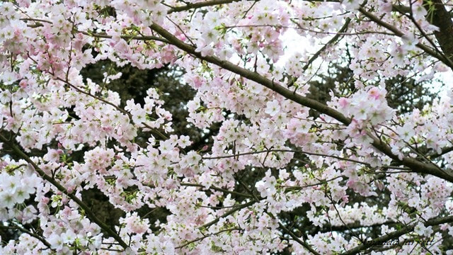 cherry trees that flower in March,Prunus yedoensis 'Akebono' daybreak cherry