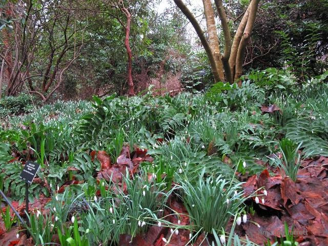 snowdrops,holly fern,February plants,Galanthus nivalis subsp. nivalis,Cyrtomium,naturalizing 