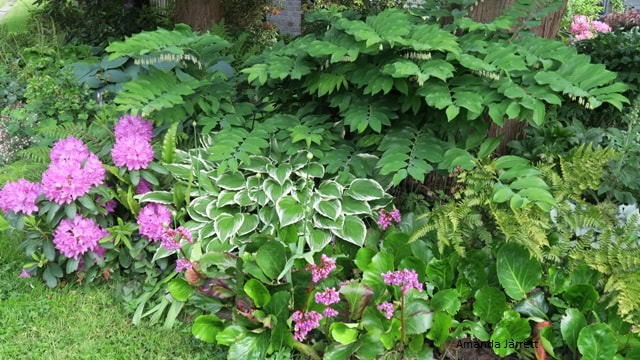 plants for shade,May plant combination