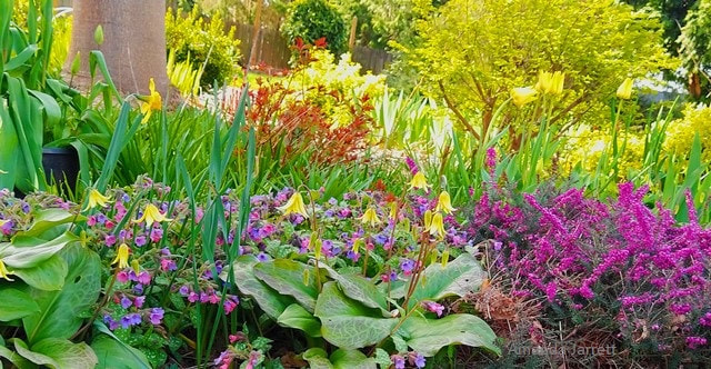 spring flowering plants,fawn lilies,lungwort,heathers,Erythronium,Pulmonaria,Erica carnea