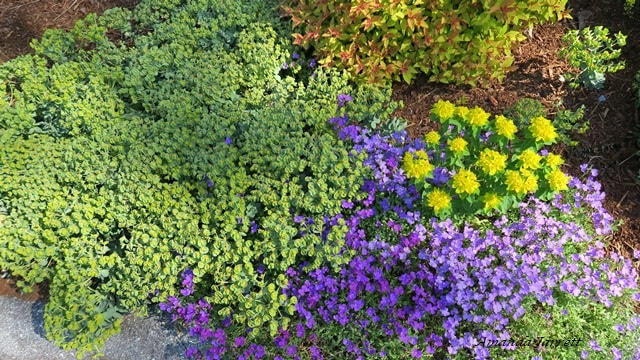 May plant combination for sun