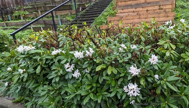 when to prune rhododendrons 