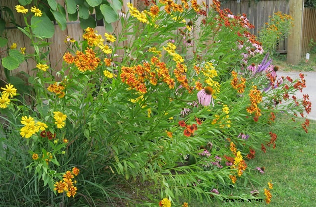 sneezeweed,helenium autumnale,North America indigenous plant,wildflower,autumn flowering perennial,fall flowers,plants for moist soils,sunny perennials borders