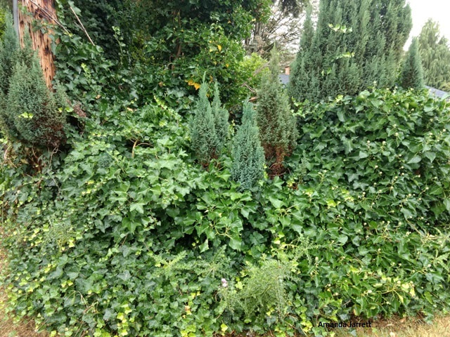 English ivy,invasive plants,Hedera helix,controlling English Ivy