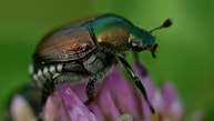 Japanese beetles,larvae,insect pest,the garden website.com,thegardenwebsite.com,Amanda's Garden Consulting,Amanda Jarrett