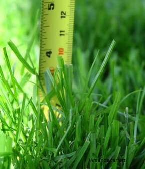 mowing lawns in summer,mowing height,July gardening,summer gardening,July gardening chores,summer garden journal