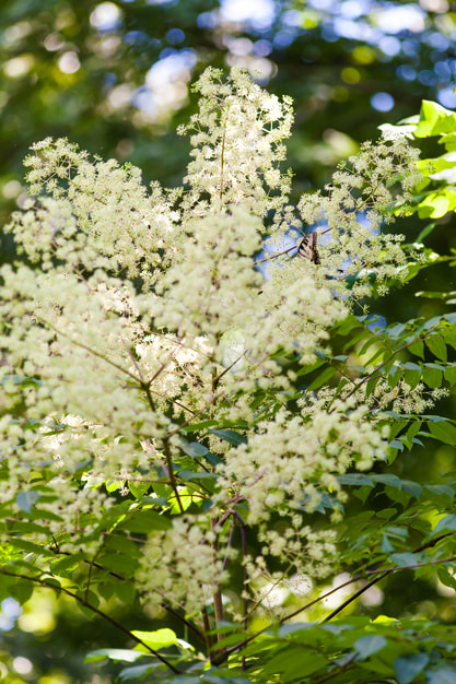 Aralia spinosa,Devil's Walking Stick,Missouri native plant,September plant,the garden website,hoyt arboretum,Amanda Jarrett,Amanda's Garden Consulting