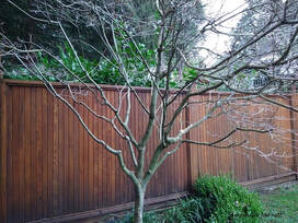 how to prune trees
