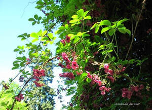 chocolate vine,Akebia quinata,May flowering vine 