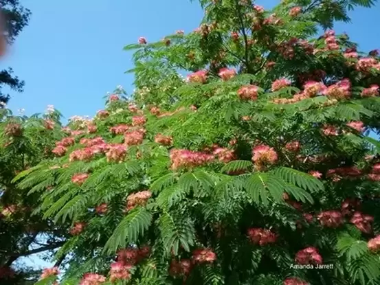 Persian Silk Tree The Garden Website Com