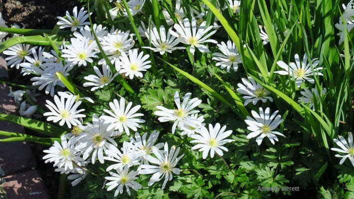 Anemone blanda 'White Splendor' windflower,April flowers,early flowering plants