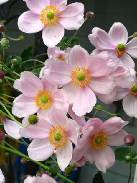 Anemone tomentosa ‘Robustissima’,windflower,August flowers,fall flowers,August plant of the month,the garden website.com,Amanda's Garden Consulting,Amanda Jarrett 