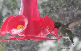 hummingbirds in winter,hummingbird nectar,frozen hummingbird feeders,frozen nectar 