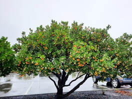 Arbutus unedo 'Compacta',strawberry tree,Pacific madrone,winter garden plant