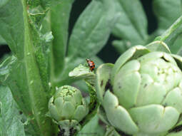 ladybugs,lady bugs,lady beetles,aphid,beneficial insects,organic insect control,The Garden Website.com,Amanda's Garden Consulting,Amanda Jarrett,garden website