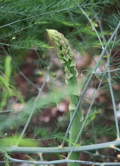 how to grow asparagus,harvesting asparagus