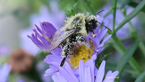 bee,pollinating insects,pollen,Symphyotrichum novi-belgii,New York aster,Michaelmas daisy,October plant of the month,thegardenwebsite.com,Amanda Jarrett
