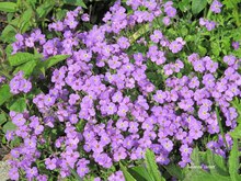 Aubretia,flowering ground cover,April flowering perennial