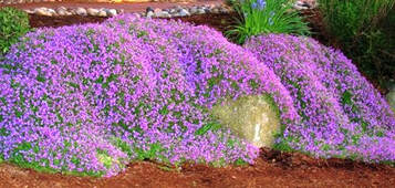 False rock cress,Aubrieta deltoidea,flowering ground cover,April flowers