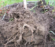 ball and burlap plants,B and B,how to plant ball and burlap trees,clay soil
