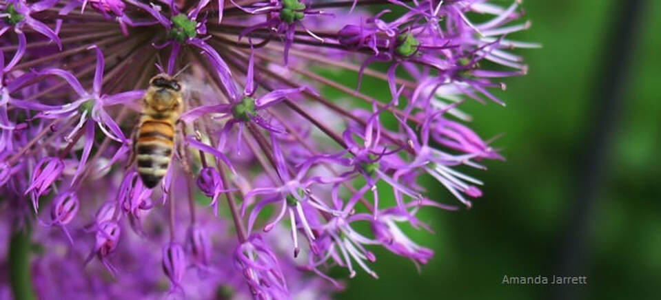 plants for pollinators,allium for bees