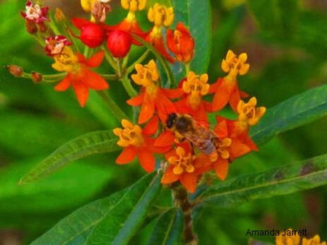 milkweed,pollinator friendly plants,butterfly plants