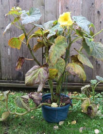 tuberous begonia,Begonia x tuberhybrida,summer bulbs,February gardening,The Garden Website.com,the garden website,Amanda Jarrett,Amanda’s Garden Consulting