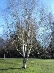 Himalayan white birch,Betula utilis var. jacquemontii,trees with nice bark