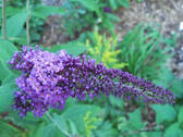when to cut back butterfly bushes,Buddleia pruning