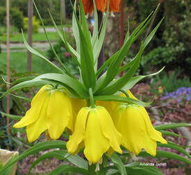 crown imperial spring flowering bulb,April flowering bulb,spring bulb,Fritillaria imperialis 