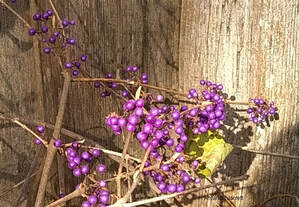 Beautyberry,Callicarpa bodinieri,winter plant,purple berries