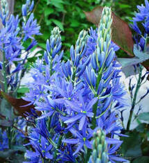 Large camas,Camassia leichtlinii,wild flower,blue flowers,May blooms