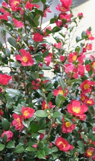 Camellia sasanqua 'Yuletide', 