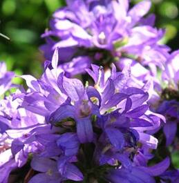 clustered bellflower,Campanula glomerata,July flowers,blue flowering plants
