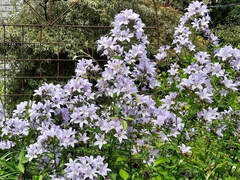 Prichard’s Variety milky bellflower,Campanula lactiflora ‘Prichard’s Variety’,blue flowers,June flowers,summer flowers 