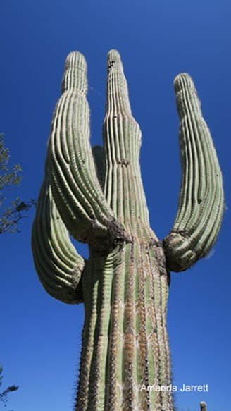 Carnegiea gigantea, saguaro cactus, Arizona-Sonora Desert,Amanda's Blog,thegardenwebsite.com,Amanda Jarrett